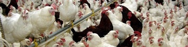 کاهش قیمت مرغ تا مرز ۵۰ هزار تومان/ تحویل نهاده با ۲ ماه تاخیر انجام می‌شود